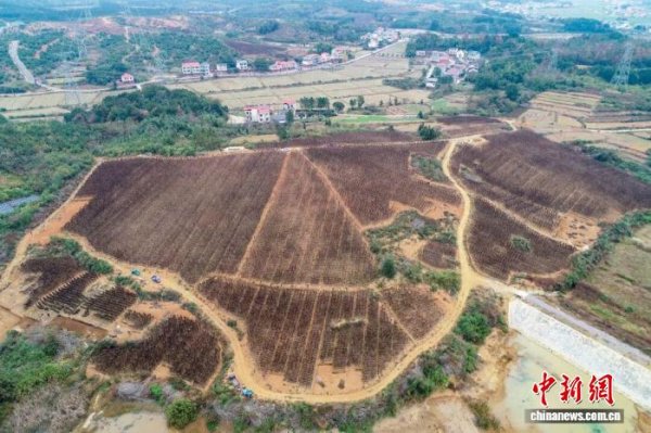 股票配资8倍 （乡村行·看振兴）江西瑞昌：“小山药”撬动农民增收“大产业”